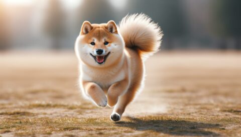 Shiba Inu Price Prediction: $0.00004 Target In Sight